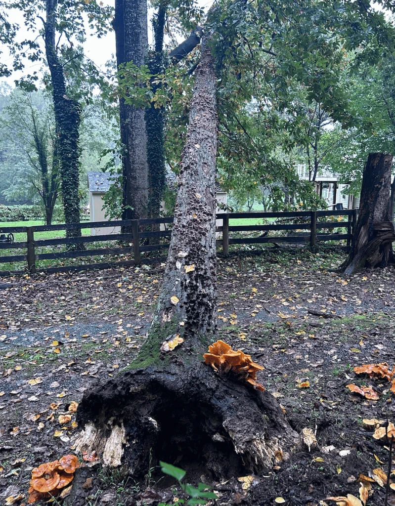 Tree Fungal Disease